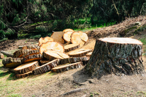 Best Firewood Processing and Delivery  in Rochester Hills, MI